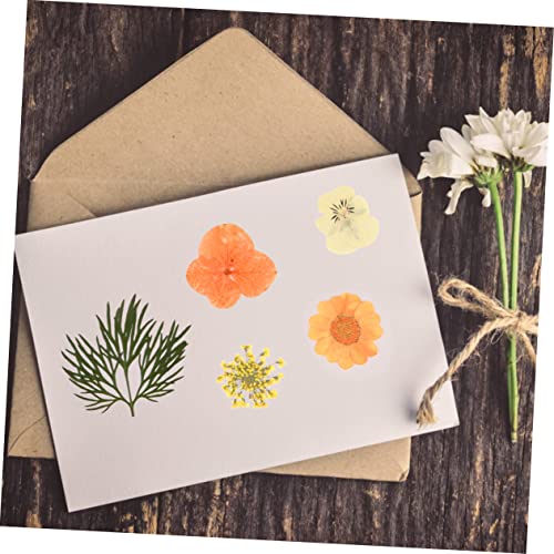 Flores prensadas secas naturales elegantes OSALADI 40 piezas miniatura 4