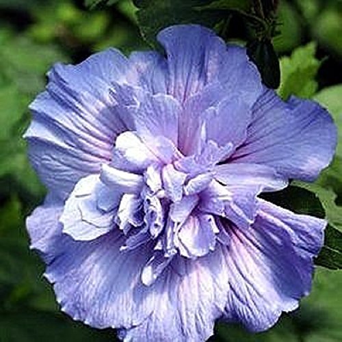 Blue Chiffon® Hibiscus syriacus - Rose of Sharon - 4' Pot - Proven Winners