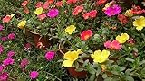 Verdolaga o portulaca - Pack 6 Plantas Naturales maceta de 12 cm