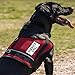 Mesh Service Dog Vest Harness for Large Dogs - Service Dog Patch on Both Sides (34