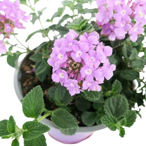Lantana Montevidensis Natural Planta Tapizante para Jardines Naturales y Encantadores