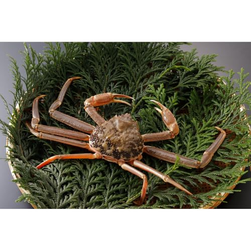 [2025年12月〜2026年1月発送]特撰 松葉がに(なま)[訳あり]400g超のサイズ 1杯