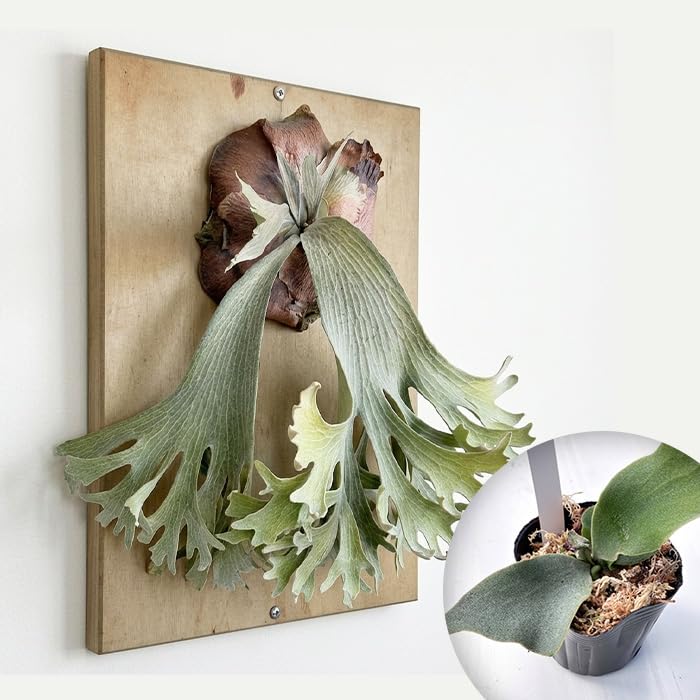 Amazon｜観葉植物 希少 コウモリラン ビカクシダ ギンカ 9cmポット