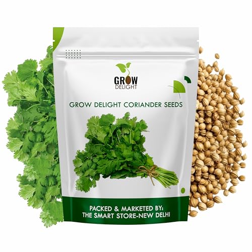 Image of Coriander (Dhania) (980+ Seeds) Vegetable Seeds for Home Garden, Organic & Hybrid, Perfect for Home Gardening, Planting For Pots and Patio