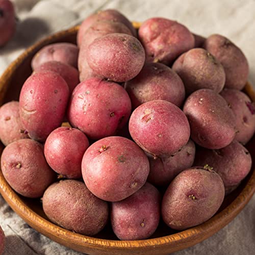 Garden State Bulb Red Norland Seed Potatoes for Planting, Non-GMO