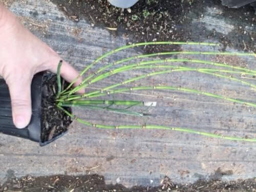 Miniatura 3 de Hierba de cola de caballo en recipientes de 3.9in (1)