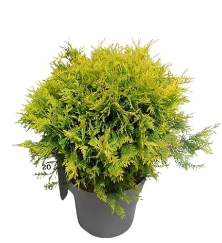 Thuja Natural Conífera Perenne Fácil de Cuidar para Exteriores
