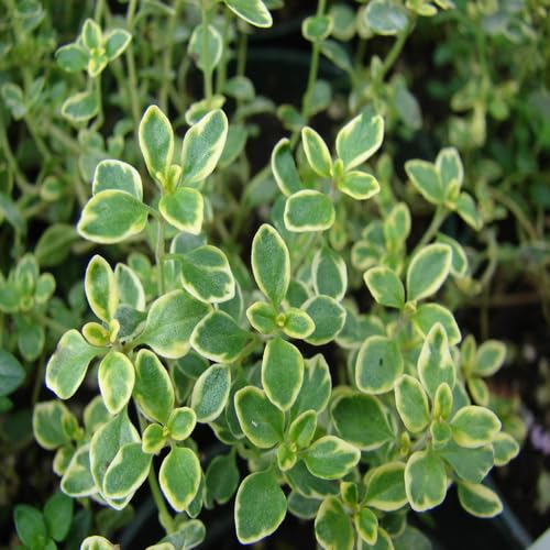 Fresh 50Pcs Green Lemon Thyme Plant Seeds