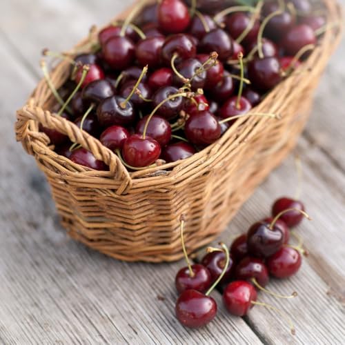 Cherry 'Morello' Tree - Hardy and Self-Fertile Cooking Cherry Tree for Northern Climates, Produces Juicy Dark Red Fruits Ideal for Pies, Jam - Colt Rootstock - 1x 24cm Pot by Thompson & Morgan