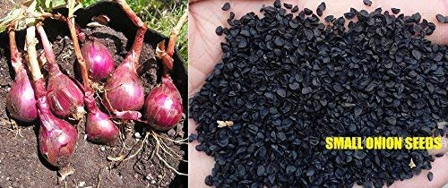 Golden Hills Farm Hybrid Small Onion High Yield Shallots seeds -300 seeds (B08KKWFRTW) Amazon Price History, Amazon Price Tracker