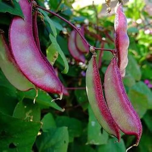 Mokalala 30 Pcs Purple Hyacinth Bean Seeds Heirloom Red Leaved Plant Vine Seeds | Non-Gmo | Purple Flower Lablab Purpureus Vegetable Fresh Garden Seeds #TOP4