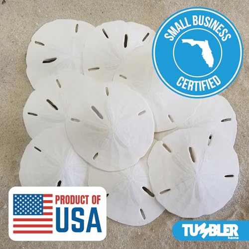 Real Florida Sand Dollars for Crafts, 3" - 3.5" inch Sand Dollars, 15pcs by Tumbler Home - Used condition - Image 8