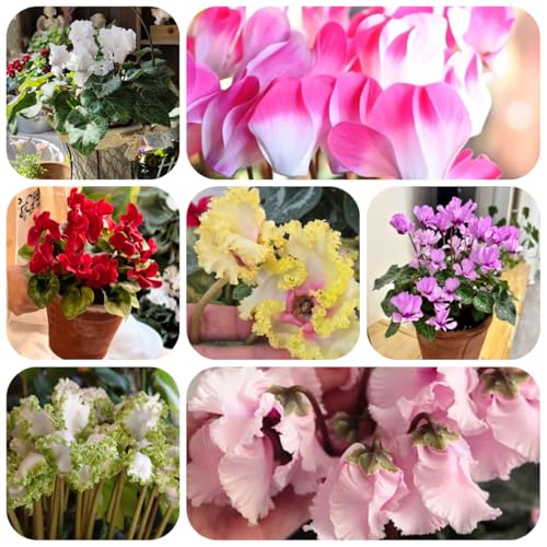 semi resistenti di ciclamino semi di perenni ciclamino all'esterno rare, decorazione del soggiorno 100pcs