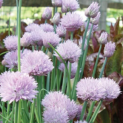 Burpee Common Chives Seeds 1000 Seeds #TOP1