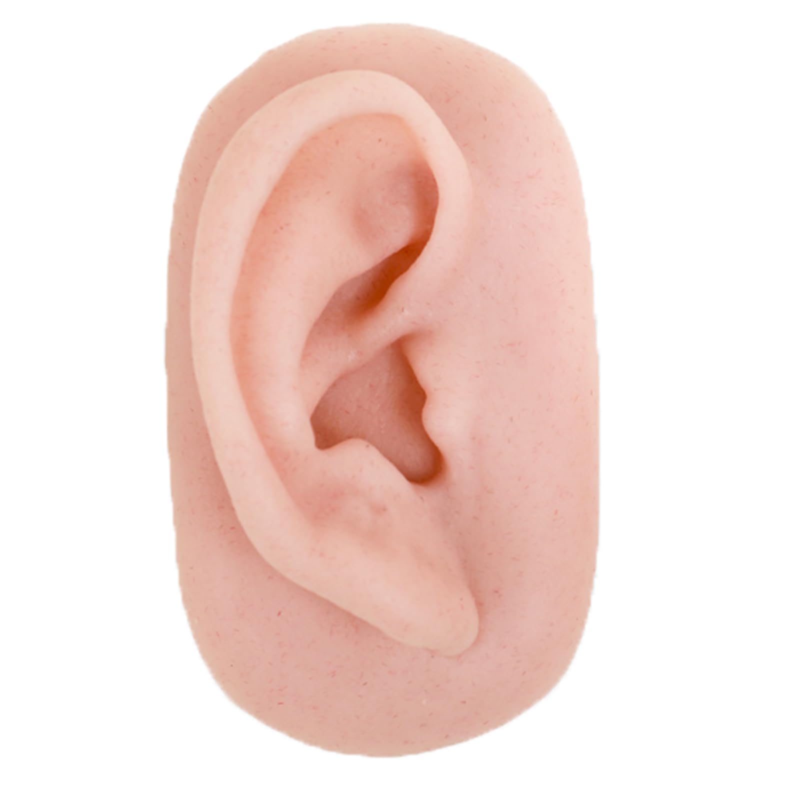 Yrqmgsf Right Simulation Fake Ear Teaching Model - Silicone Ear Acupuncture Point Model - For Acupuncture, Jewelry Display, Education,,9Cm