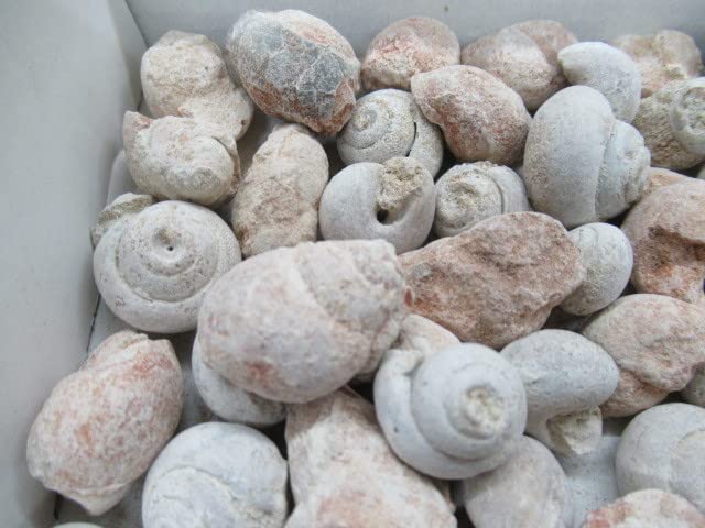 Amazon | 巻貝の化石500グラムモロッコNo.145 303 | 化石・発掘