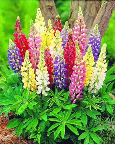 Buy4seeds 60 Seeds Lupin Russel Strain Mixed Flower Seeds Us