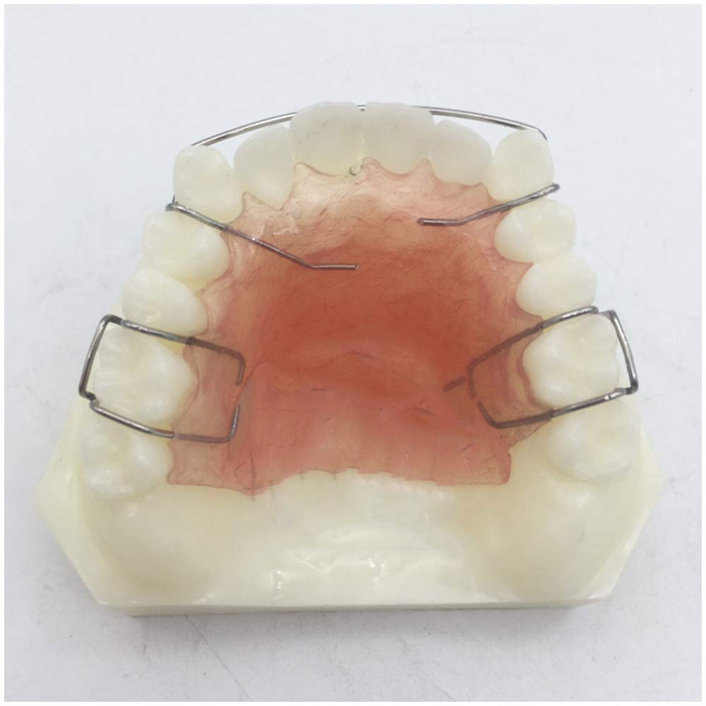 Dents modèle pour l'éducation - dents de traitement dentaire Orthodontie Modèle Étude - Simulation Retenue dents Oral orthodontiques Retenue Modèle de démonstration - pour lmodèle d'enseignement,A
