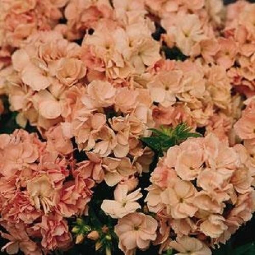 Semi Phlox Promessa Peach 50 Fiore Doppio Phlox semi di Fiori Phlox Drummon
