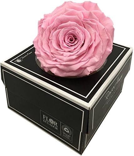 KIKA DECO Preserved Rose XXL (Pink)