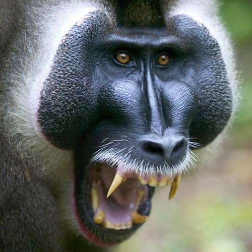 Primordiale come la Guinea Equatoriale