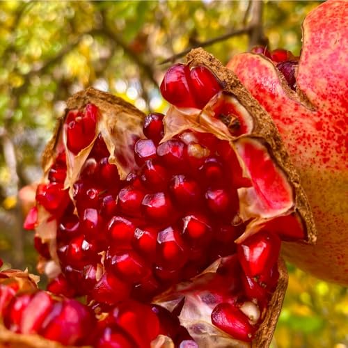 Mixrug 35+ Organic Pomegranate Tree Seeds for Planting-Dwarf Pomegranate Seeds-Punica Granatum Seed Fruit Tree Antioxidant Rich Superfruit Easy to Growing for Home Gardens Outdoor