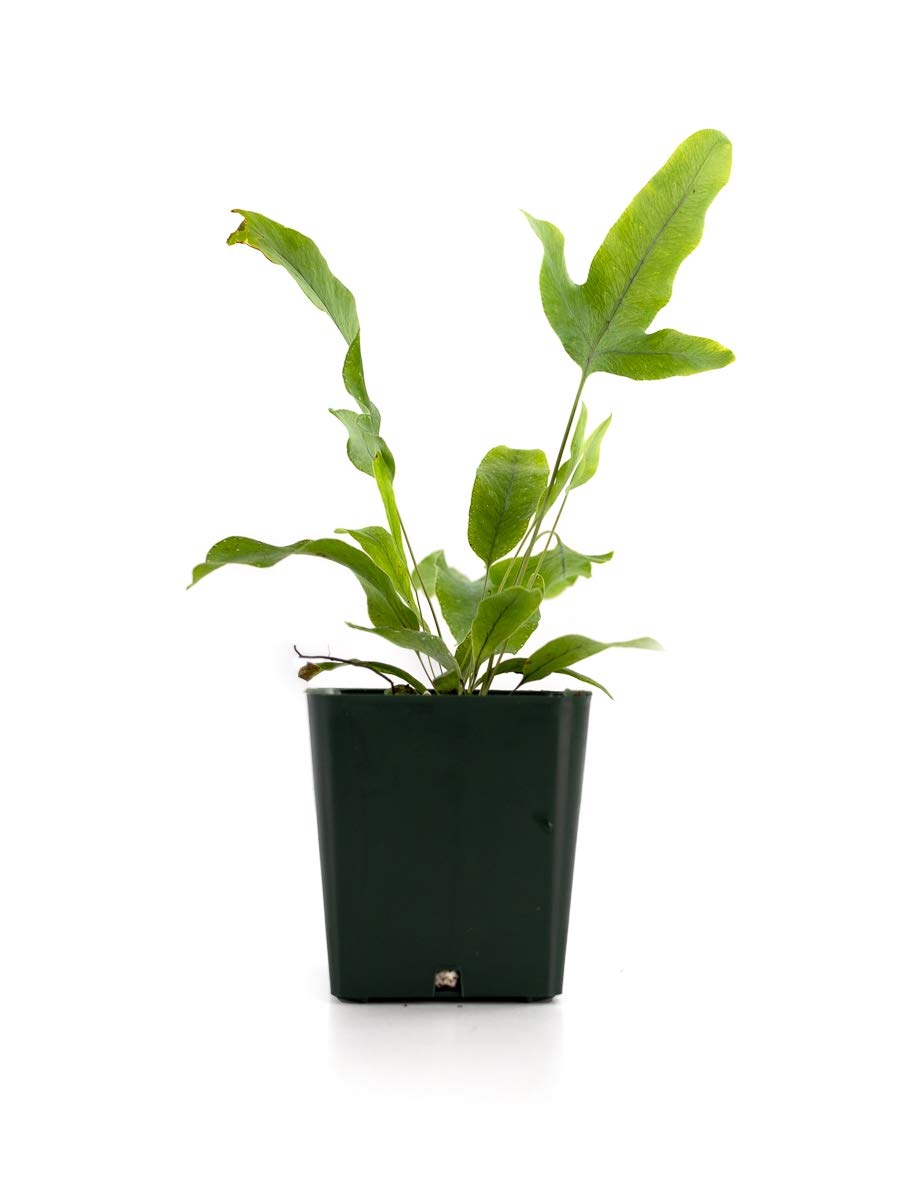 Sprig and Stone Blue Star Fern