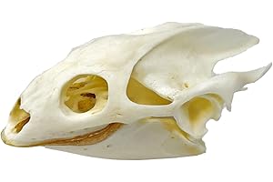 Real Turtle Skull for Taxidermy Science Education and Specimen Collection