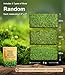 Live Moss Variety Pack – 3-Pack Mixed Mosses (Each 3.5