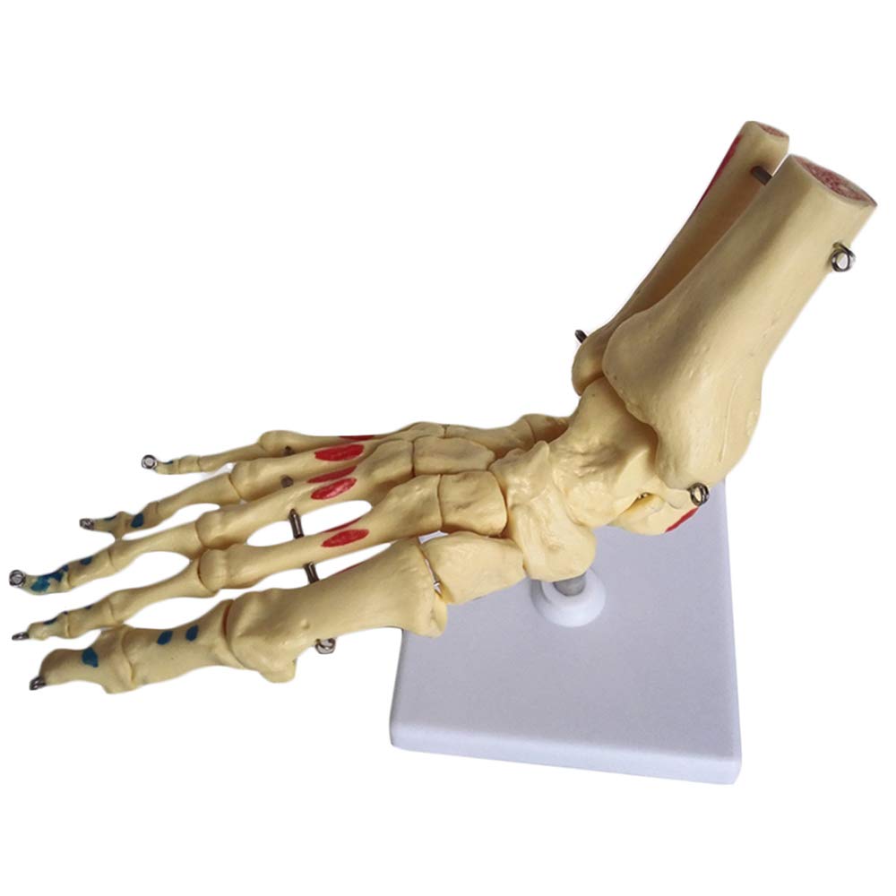 Sjdopulse Foot And Ankle Skeleton Model - Life Size Human Foot Joint Model With Muscle Coloring Human Joint Anatomical Model - For Study Display Teaching Medical Model