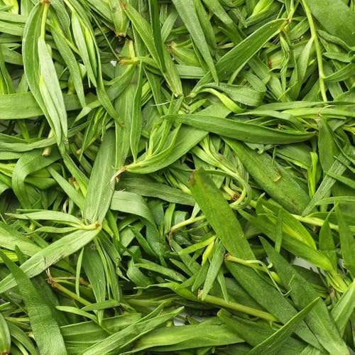 semi di dragoncello, dell'orto, invernali, balcone freschi di dragoncello, orto di indoor 50pcs