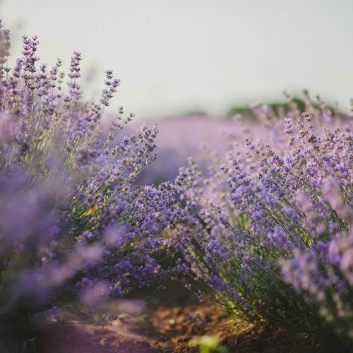 Created By Nature English Lavender Seeds, 3,000 Purple Perennial Wildflower Seeds