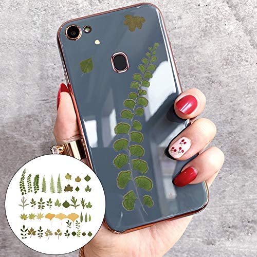 EXCEART 2 Pacotes de Folhas Secas Naturais Prensadas Planta Várias Flores Secas Sortidas Coloridas F