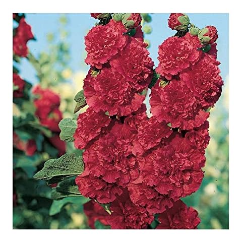 Premier Seeds Direct Hollyhock Charters Scarlet Seeds Cover