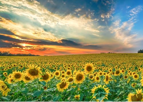Mafuse Garden Winterharte Sonnenblume, 100 Körner, bienen- und schmetterlingsfreundlich, winterharte mehrjährige Sonnenblume, mehrjährig, blühend