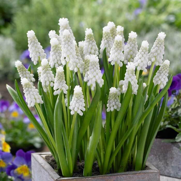 Amazon.co.jp: ムスカリ 【 シベリアンタイガー 】 球根 7球 秋