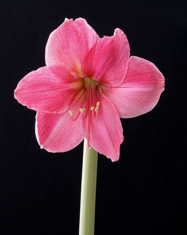 Amaryllis lily Pink Color flower bulb for indoor Home Grown Decoration Balcony and Outdoor (Pack of 2 Flower Bulbs)-image-36