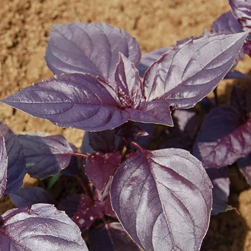 Green Gallery Purple Basil Fresh Organic Herb Seeds for Home Terrace and Kitchen Indoor Outdoor Gardening Planting (Pack of 50+ Seeds)