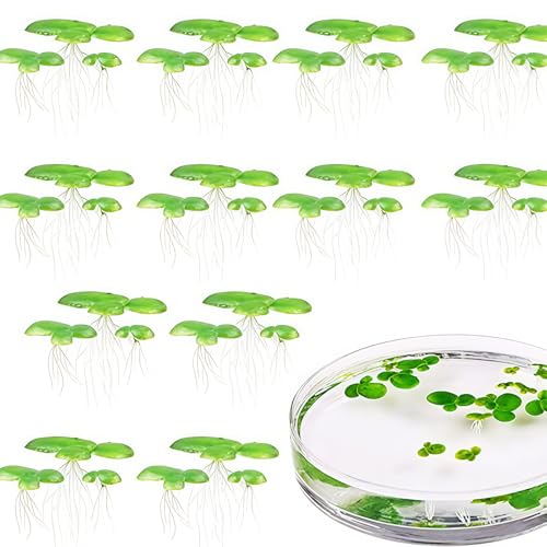 Tmboryuu Paquete de 2 lentejas de agua flotantes realistas para acuario, barrera de luz solar de bajo mantenimiento y control de algas, decoración con raíces