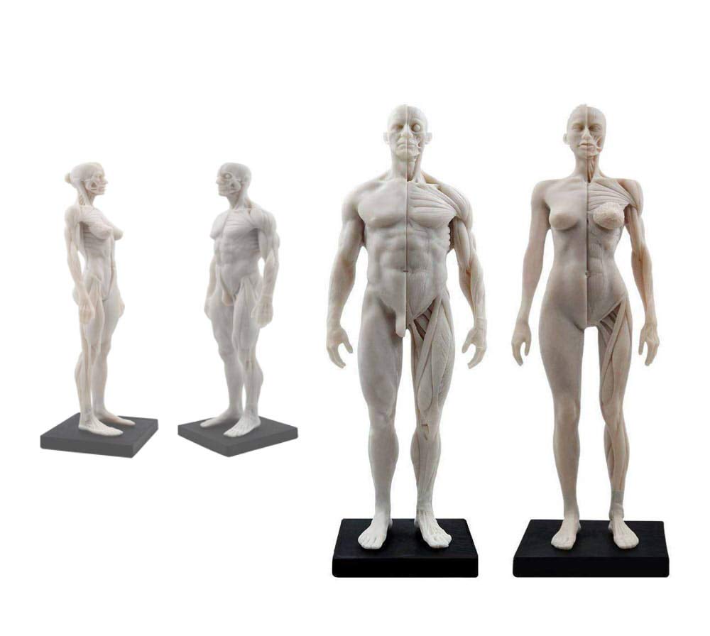 Luckyパンダ TopSellerパンダ 男性と女性 人体モデル 人体模型 1セット 11インチ 約30cm 人体筋肉模型 樹脂 筋骨格 研究 CGペインティング 彫刻 1:6 スタンド付き (ホワイト)