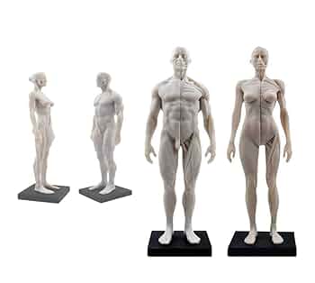 パシー　人体模型等身大170cm 51yp3dDPxKL._UF350,350_QL50_.jpg