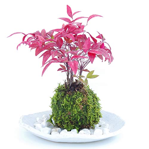 観葉植物 苔玉の人気商品 通販 価格比較 価格 Com 観葉植物 苔玉の人気商品 通販 価格比較 価格 Com