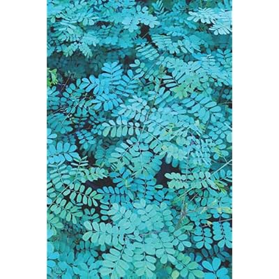 Fern Wild Notes