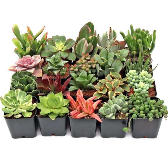 Mountain Crest Gardens Easy Indoor Succulent Variety Pack - 20 Live Plants, All Different Varieties, Rooted in 2 Inch Pots - Low Light Succulents for Home Decor, Desks, Windowsills & DIY Arrangements