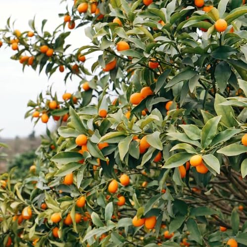 kumquat säulenobst garten kübelpflanzen steingartenpflanzen winterhart büropflanzen balkonpflanzen winterhart winterharte stauden mehrjährig bio 10samen