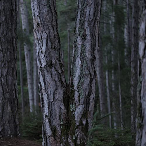 KORRES 21007862,Zwart PINE Eye-Lift Super Eye Serum,Eén maat - Afbeelding 5