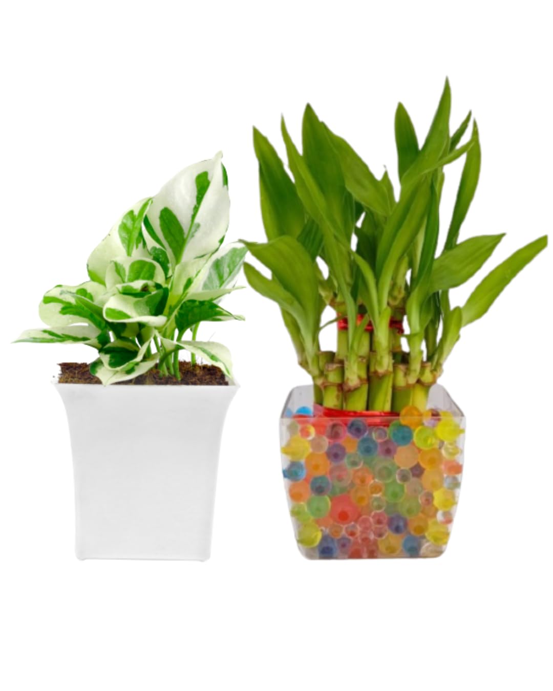 Phulwa Combo of 2 Layer Lucky Bamboo Plant with Square Glass Pot and Pothos Money Plant with white Square Pot Easy Care Indoor House Plant | Plant for Gifting
