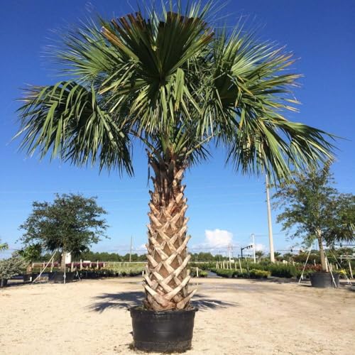 Live Plant - 10 Cabbage Palm Trees - 5-7 Tall - 6 Month Old Live Plants - Sabal Palmetto