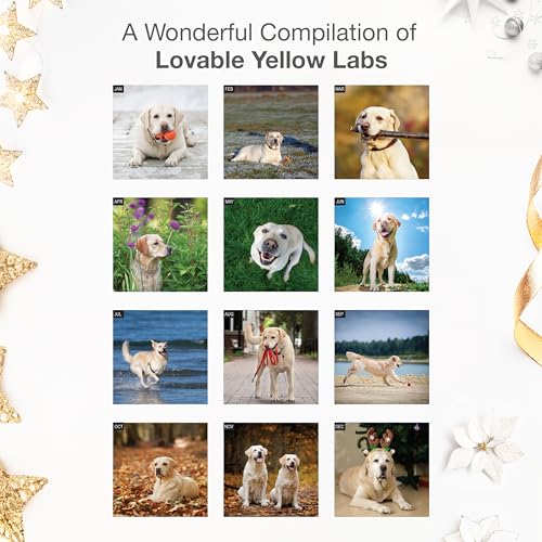 Image of RED EMBER Yellow Labs 2026 Wall Calendar 12 Month | 12 inch x 24 inch Open | Thick & Sturdy Paper | Giftable | Cute Labrador Retriever Puppy Dog Calendar 2026