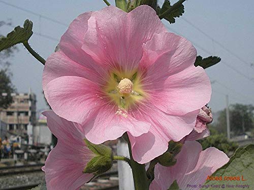HONIC ALCEA FICIFOLIA 50 seeds